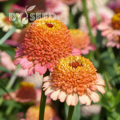 Zinnia à fleur de scabieuse Zinderella Peach