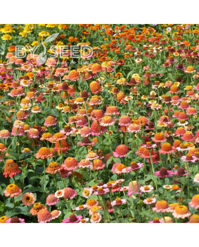 Zinnia à fleur de scabieuse Zinderella Peach