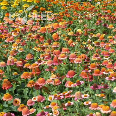 Zinnia à fleur de scabieuse Zinderella Peach