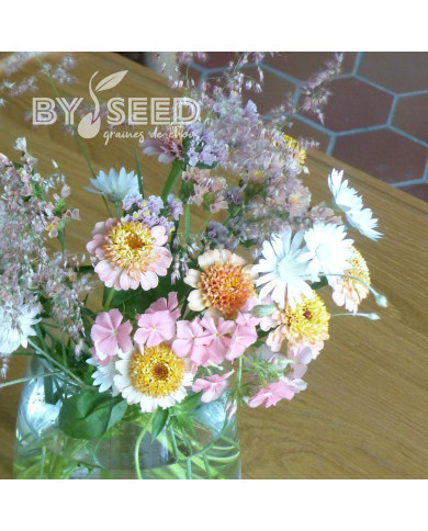 Zinnia à fleur de scabieuse Zinderella Peach