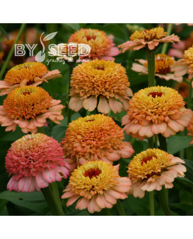 Zinnia à fleur de scabieuse Zinderella Peach