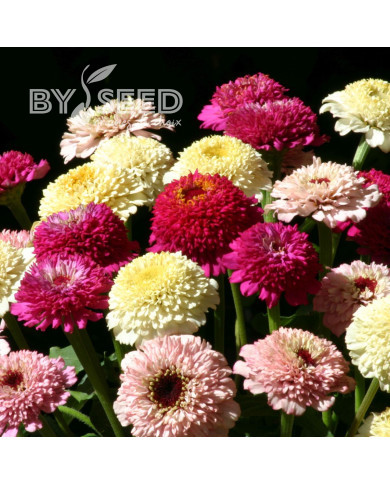 Zinnia à fleur de scabieuse Zinderella Fashion