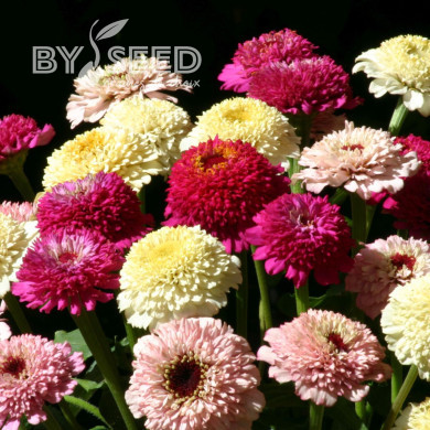 Zinnia à fleur de scabieuse Zinderella Fashion