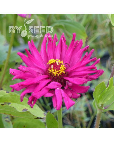 Zinnia à fleur de cactus Lilac Empress
