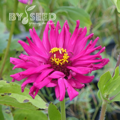 Zinnia à fleur de cactus Lilac Empress