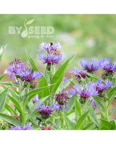 Centaurée montana Bleuet des Montagnes