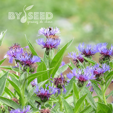 Centaurée montana Bleuet des Montagnes