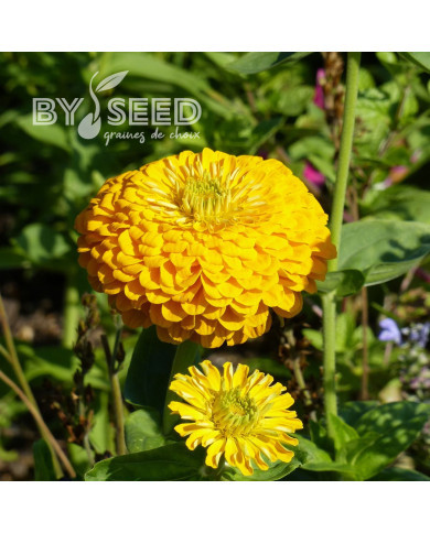 Zinnia à fleur de dahlia Canary Bird