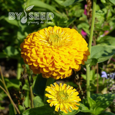 Zinnia à fleur de dahlia Canary Bird