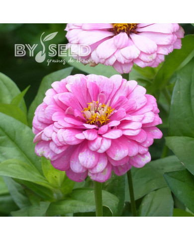 Zinnia à fleur de dahlia Luminosa