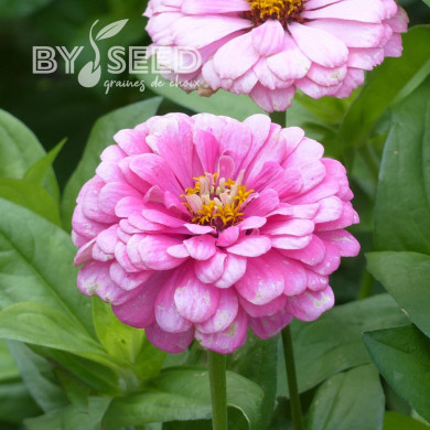 Zinnia à fleur de dahlia Luminosa