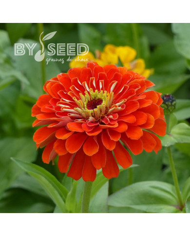 Zinnia à fleur de dahlia Oriole