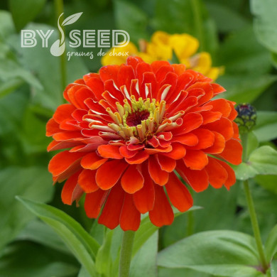 Zinnia à fleur de dahlia Oriole