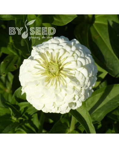 Zinnia à fleur de dahlia Polar Bear