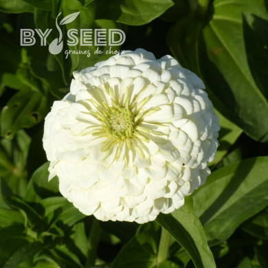 Zinnia à fleur de dahlia Polar Bear