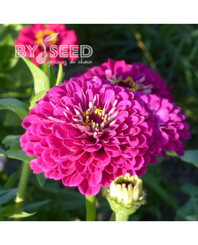 Zinnia à fleur de dahlia Purple Prince