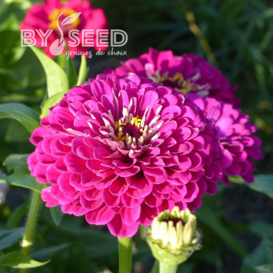 Zinnia à fleur de dahlia Purple Prince