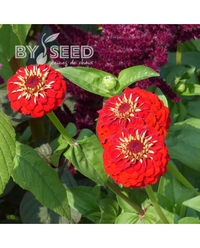 Zinnia à fleur de dahlia Scarlet Flame