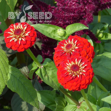 Zinnia à fleur de dahlia Scarlet Flame