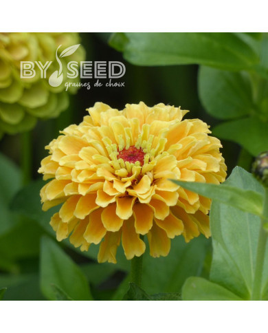 Zinnia Queen Lemon Peach