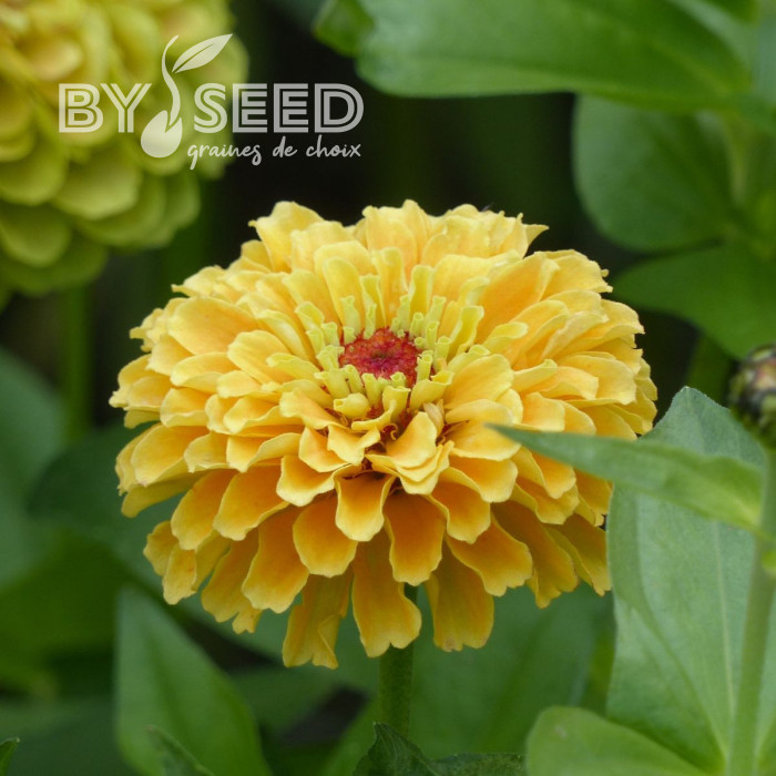 Zinnia Queen Lemon Peach