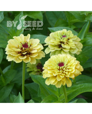 Zinnia Queen Lemon Peach
