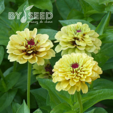 Zinnia Queen Lemon Peach