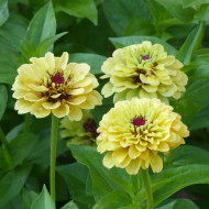 Zinnia Queen Lemon Peach