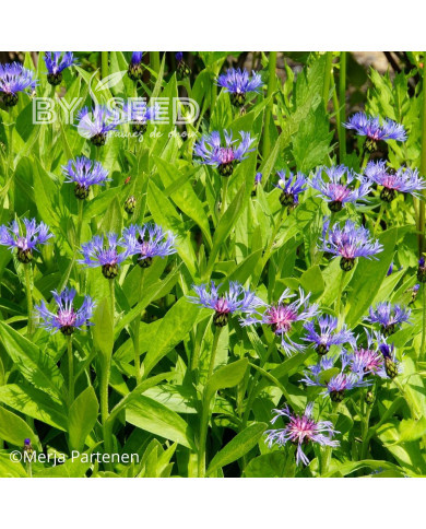 Centaurée montana Bleuet des Montagnes