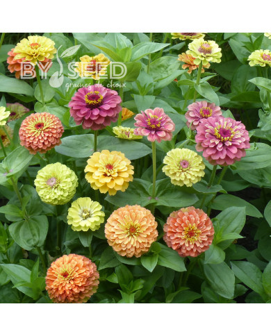 Zinnia Queen Lime Bicolors Mix
