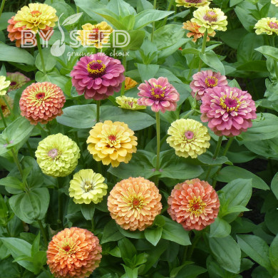 Zinnia Queen Lime Bicolors Mix