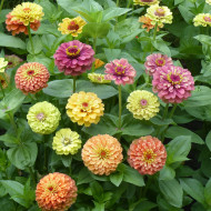 Zinnia Queen Lime Bicolors Mix