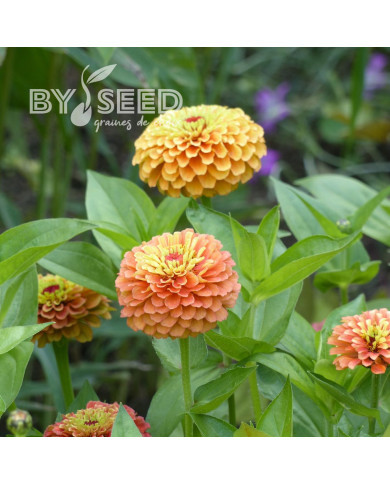Zinnia Queen Lime Orange