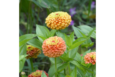 Zinnia Queen Lime Orange