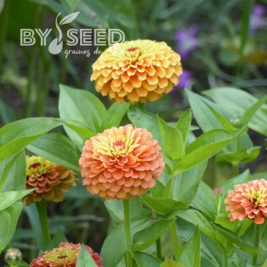 Zinnia Queen Lime Orange