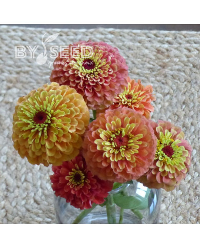 Zinnia Queen Lime Orange