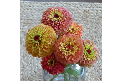 Zinnia Queen Lime Orange