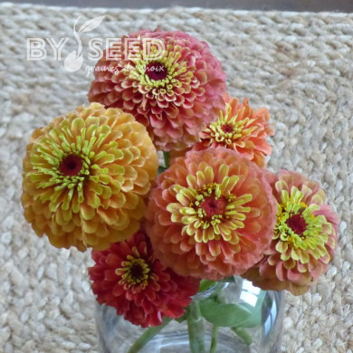 Zinnia Queen Lime Orange