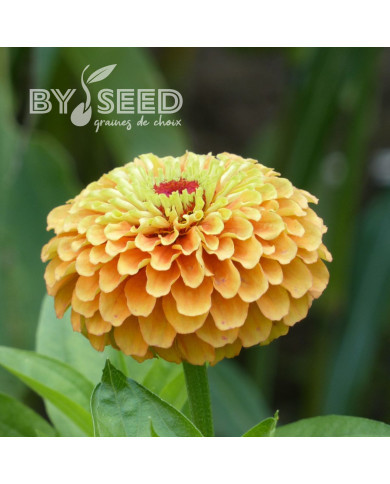 Zinnia Queen Lime Orange