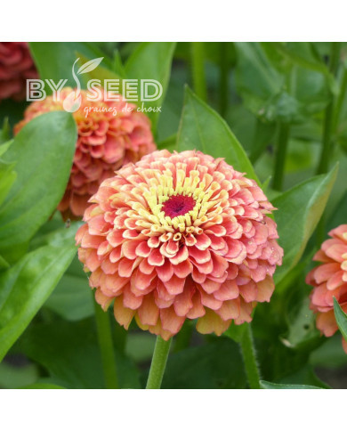 Zinnia Queen Lime Orange