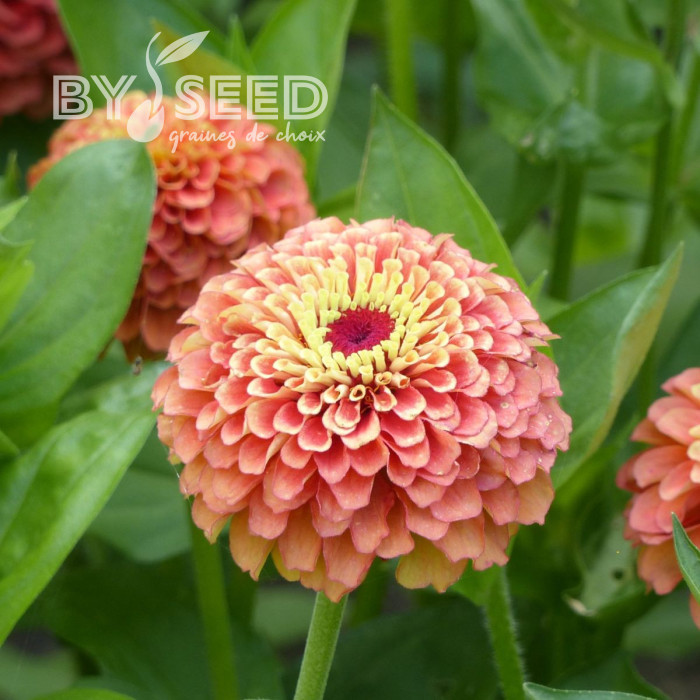 Zinnia Queen Lime Orange