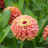 Zinnia Queen Lime Orange