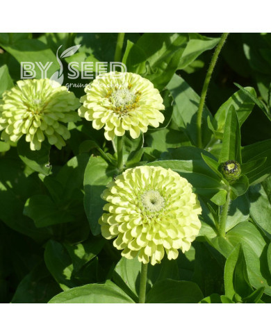 Zinnia Queen Pure Lime