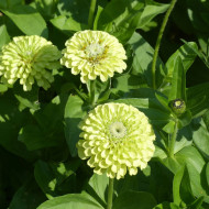 Zinnia Queen Pure Lime