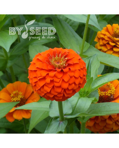 Zinnia Queen Pure Orange