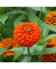 Zinnia Queen Lime with Blotch