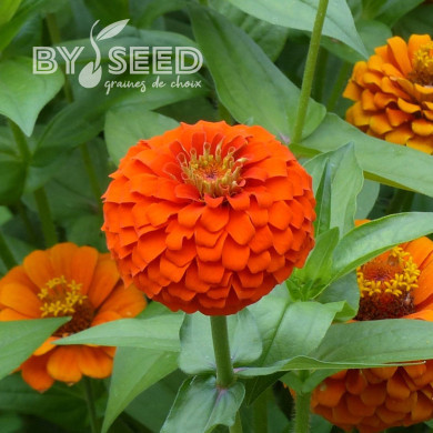 Zinnia Queen Pure Orange
