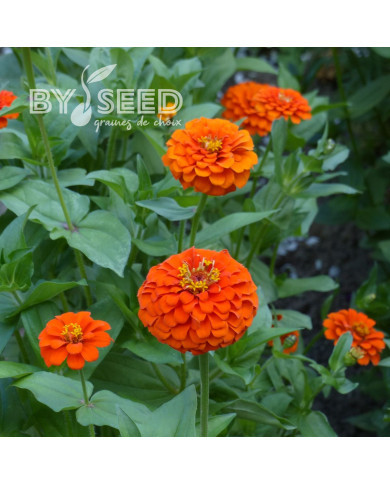 Zinnia Queen Pure Orange