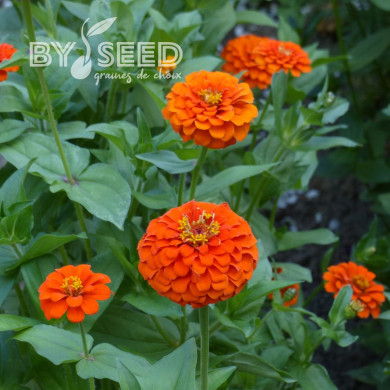Zinnia Queen Pure Orange