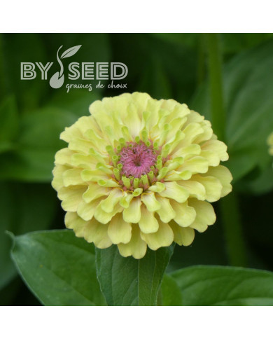 Zinnia Queen Lime with Blotch